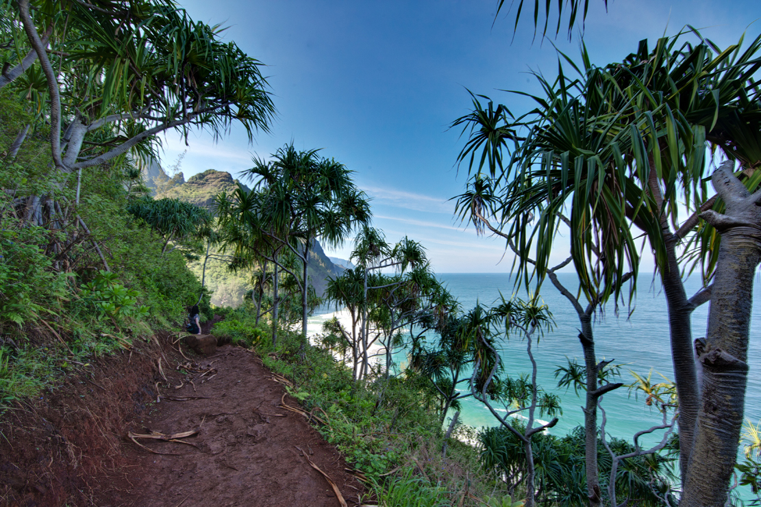 Kalalau Trail Palms